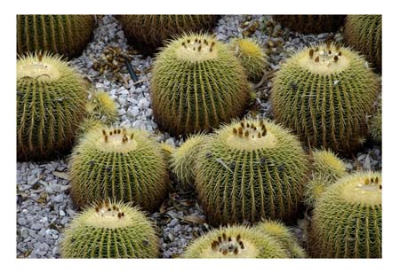 Cactus 19X13