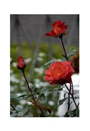 Rose 13X19