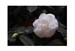Pink Rose 19X13