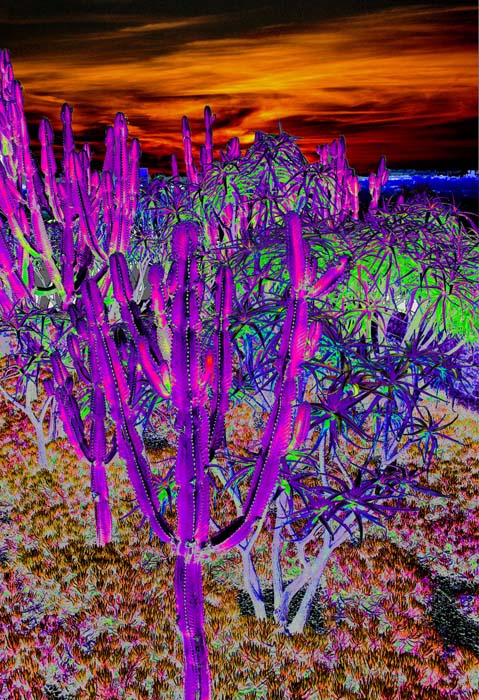 AlienLandscape19X13